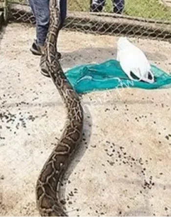 渔护署抓捕野生蟒蛇全过程