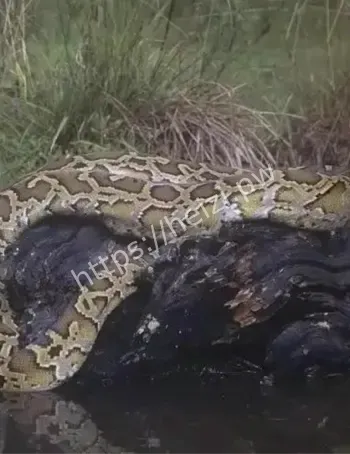 山脚农庄防野生蟒蛇办法