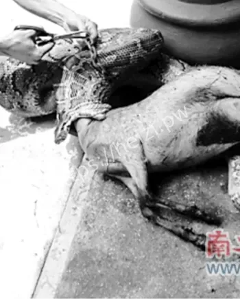 渔护署抓捕野生蟒蛇全过程