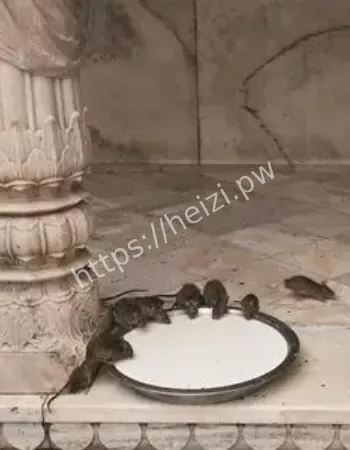 也要供养老鼠