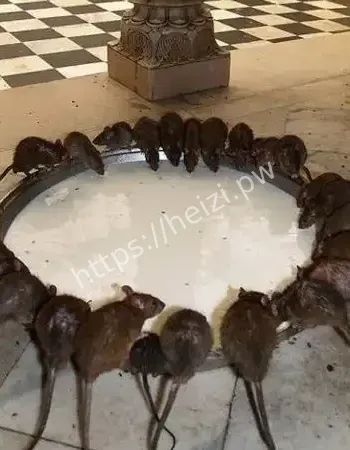 宁愿自己挨饿
