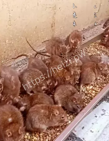 供奉成千上万只老鼠