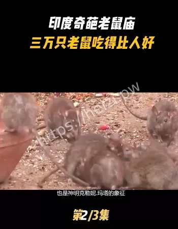 也要供养老鼠