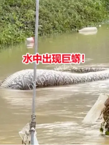 十米巨蟒被洪水冲出