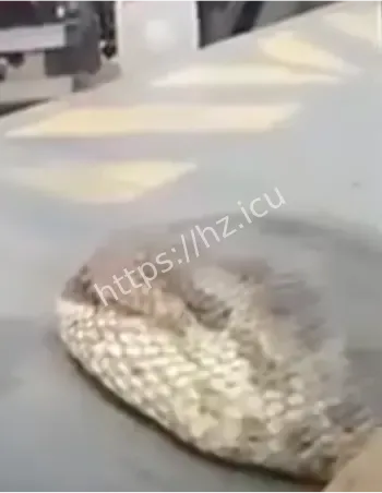 南美雨林顶级猛兽生存现状