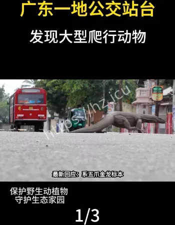 竟是珍稀五爪金龙标本