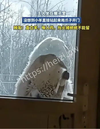 河北小羊开门视频始末