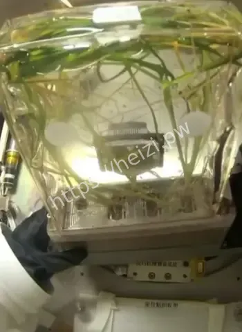 首次在轨连续培养两代
