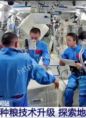 太空水稻采样成功