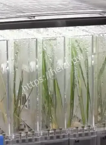 太空水稻采样成功